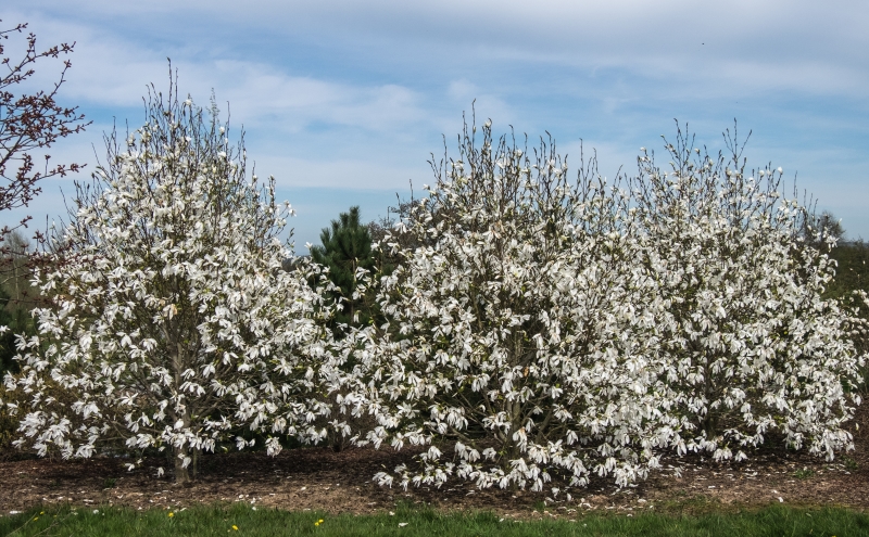 Cherry Tree Arboretum